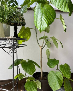 Bahçedeki yeşil bitkiler