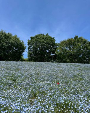 Parktaki güzel çiçekler.