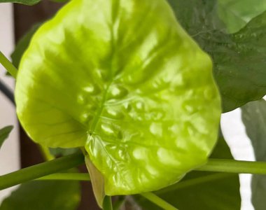 bir bitkinin yeşil yaprakları