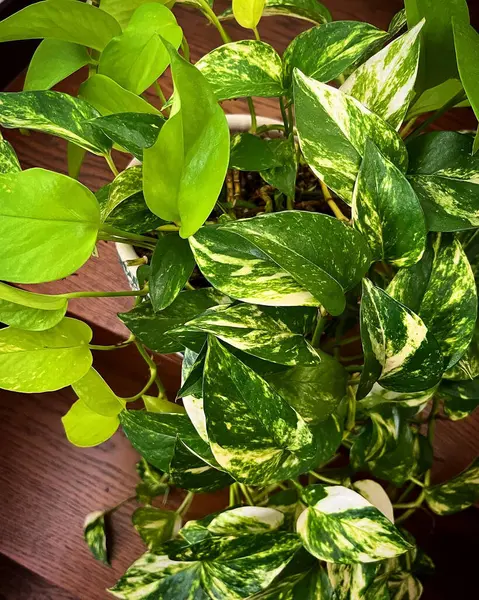 Yeşil yapraklı güzel bitki, manzarayı kapat.