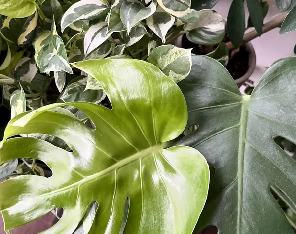 bir saksının içindeki yeşil yapraklar