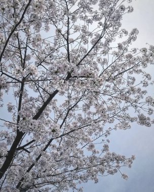Güzel botanik fotoğrafı, doğal duvar kağıdı.