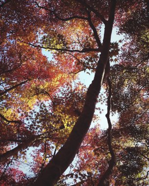 Ormanda sonbahar yaprakları