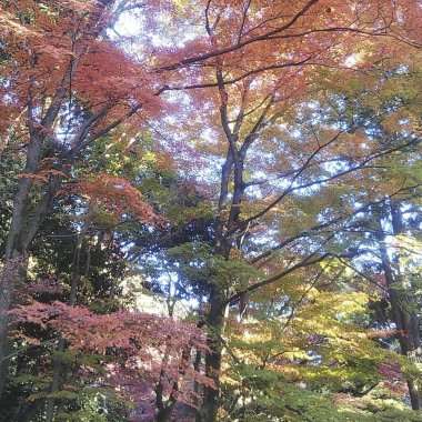 Sonbahar yaprakları, sonbahar bitkileri