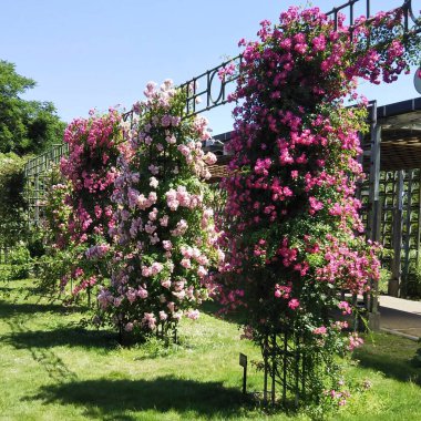 Parktaki güzel çiçekler.