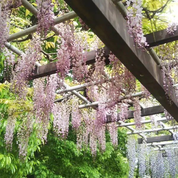 Bahçede güzel bahar çiçekleri