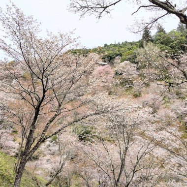 Japonya 'da güzel bahar çiçekleri