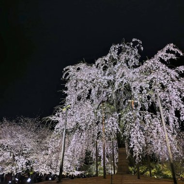 Güzel botanik fotoğrafı, doğal duvar kağıdı.