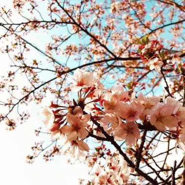 Bahçedeki güzel pembe çiçekler