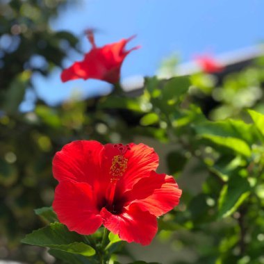 Bahçedeki kırmızı çiçek, flora