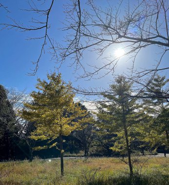 Parktaki güzel sonbahar ormanı