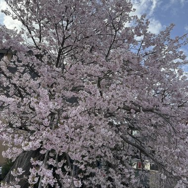 Bahçede güzel bahar çiçekleri