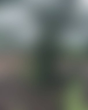 Abstract blur background of colors mixed 