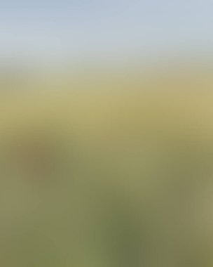 Abstract blur background of colors mixed 