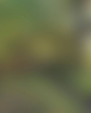 Abstract blur background of colors mixed 