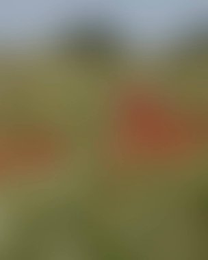 Abstract blur background of colors mixed 