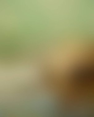 Abstract blur background of colors mixed 