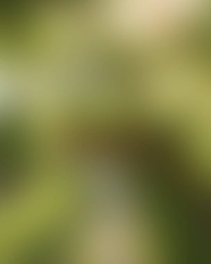 Abstract blur background of colors mixed 