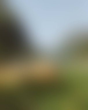 Abstract blur background of colors mixed 