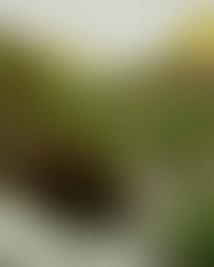 Abstract blur background of colors mixed 