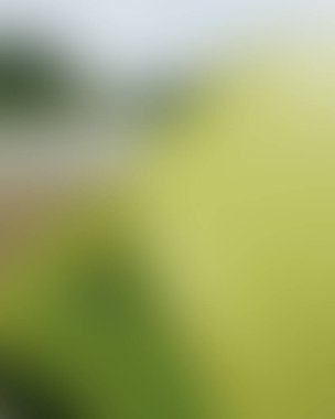 Abstract blur background of colors mixed 