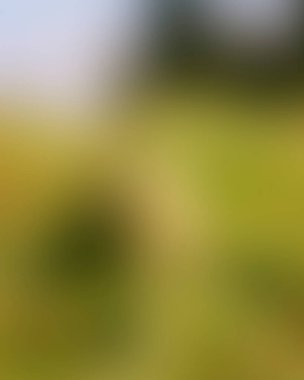 Abstract blur background of colors mixed 