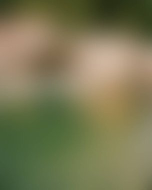 Abstract blur background of colors mixed 