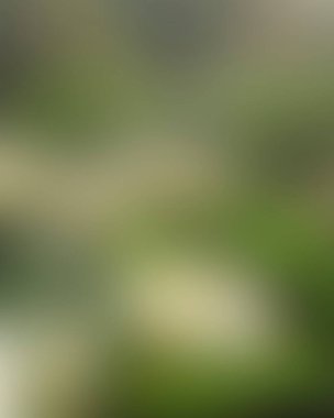 Abstract blur background of colors mixed 