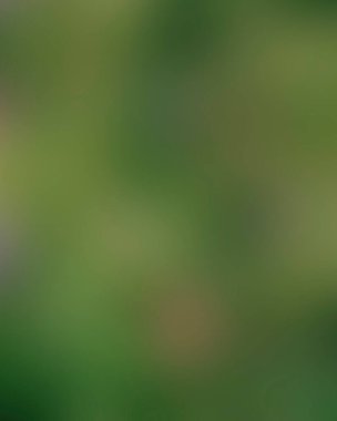 Abstract blur background of colors mixed 