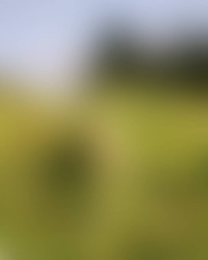 Abstract blur background of colors mixed 