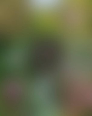 Abstract blur background of colors mixed 