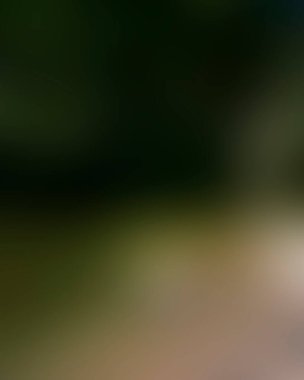 Abstract blur background of colors mixed 