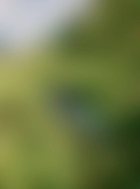 Abstract blur background of colors mixed 