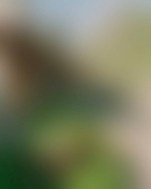 Abstract blur background of colors mixed 