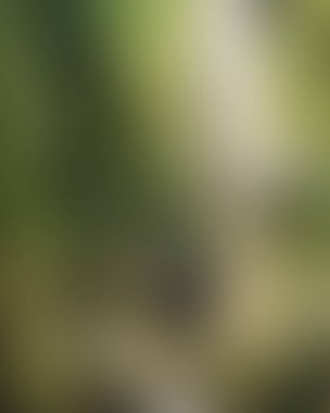 Abstract blur background of colors mixed 