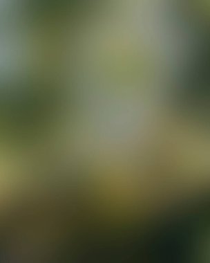 Abstract blur background of colors mixed 