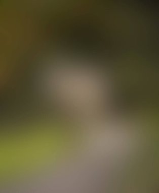 Abstract blur background of colors mixed 