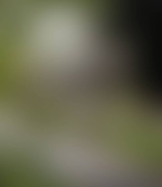 Abstract blur background of colors mixed 