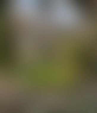 Abstract blur background of colors mixed 