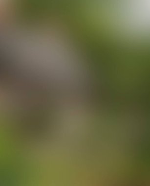 Abstract blur background of colors mixed 