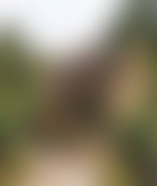 Abstract blur background of colors mixed 