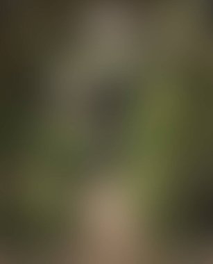 Abstract blur background of colors mixed 