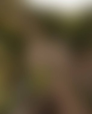 Abstract blur background of colors mixed 