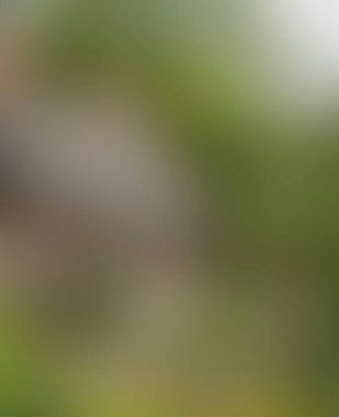 Abstract blur background of colors mixed 