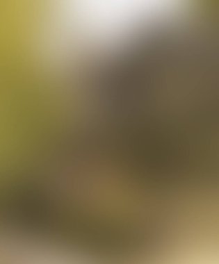 Abstract blur background of colors mixed 