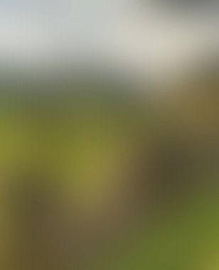 Abstract blur background of colors mixed 