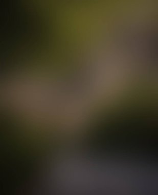 Abstract blur background of colors mixed 