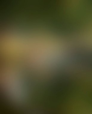 Abstract blur background of colors mixed 