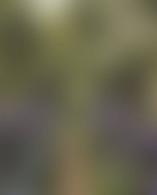 Abstract blur background of colors mixed 