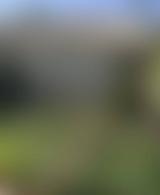 Abstract blur background of colors mixed 